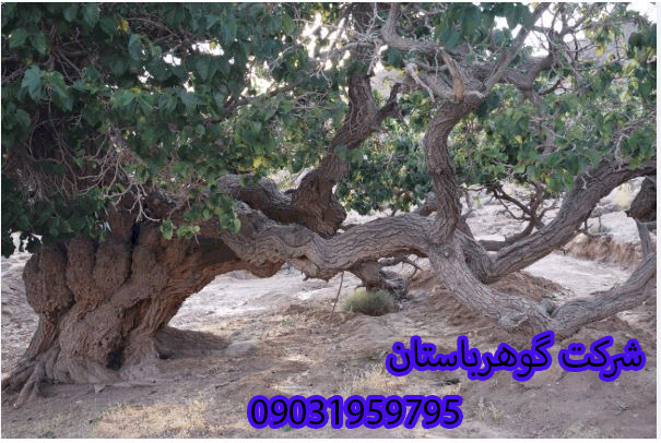 عمق دفینه درخت توت