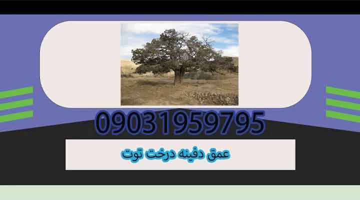 عمق دفینه درخت توت