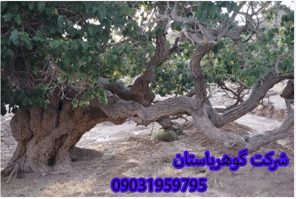 عمق دفینه درخت توت