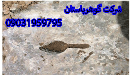 تفسیر نماد قاشق در گنج یابی