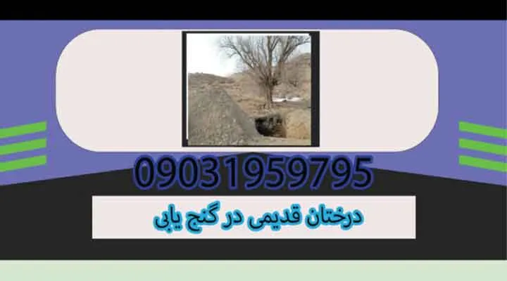 درختان قدیمی در گنجیابی