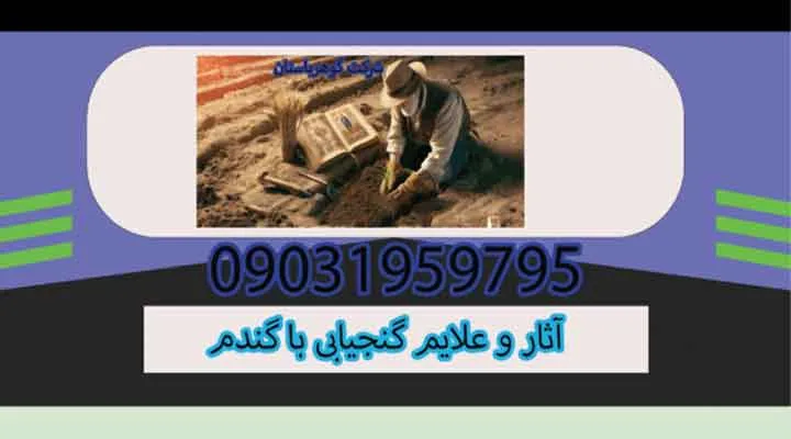 آثار و علایم گنجیابی با گندم